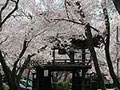 深叢寺（サクラ・水芭蕉）