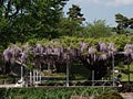 高島公園（サクラ・フジ）