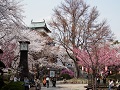 高島公園（サクラ・フジ）